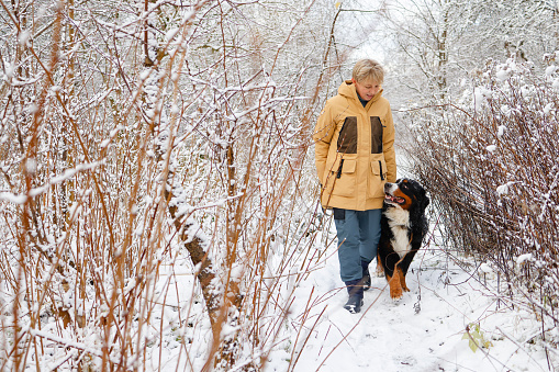 Woman wearing a yellow winter jacket is walking her Bernese mountain dog in a snowy forest.