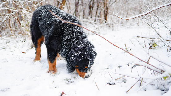 Bernese mountain dog is  sniffing something in the snow in winter park.