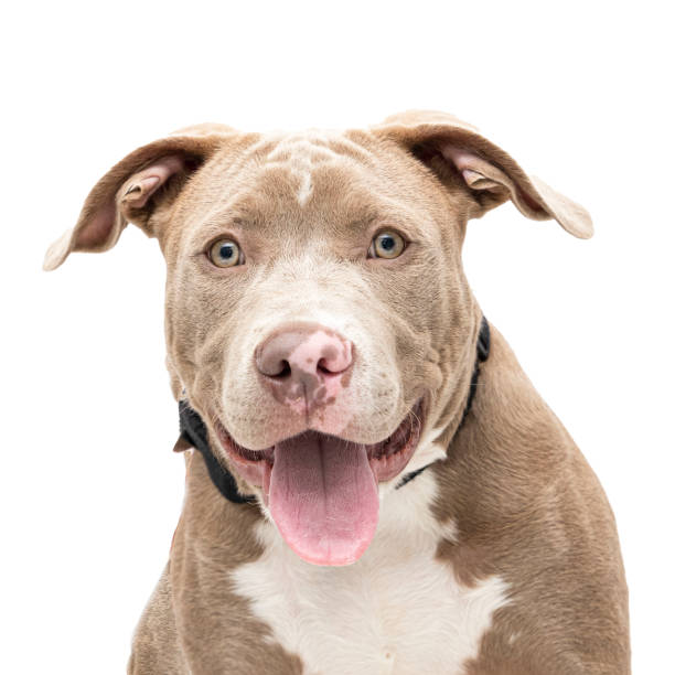 Happy Pit Bull Happy smiling pitbull on white background rescued dog stock pictures, royalty-free photos & images