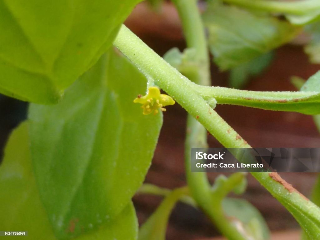 The inconspicuous yellow-green flower of the spinach (Spinacia oleracea). - Royalty-free Agricultura Foto de stock The inconspicuous yellow-green flower of the spinach (Spinacia oleracea). - Royalty-free Agricultura Foto de stock