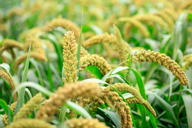 istock Millet, millet in a wooden container 1424757057