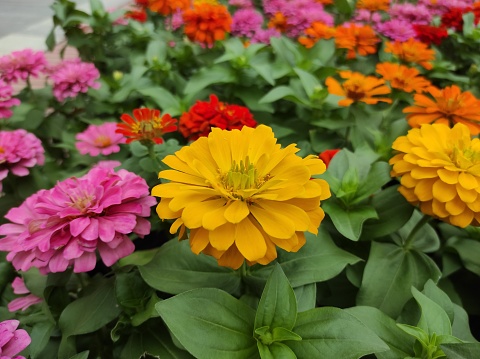 Common Zinnia or Zinnia elegans is one of the most famous flowering annuals of the genus Zinia