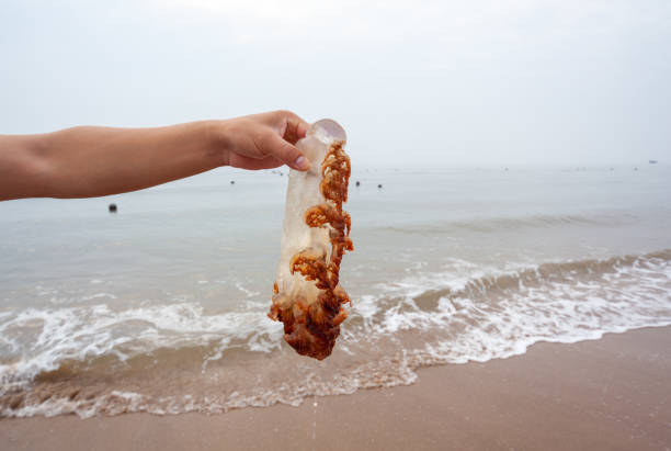 istock jellyfish on the beach 1424772912