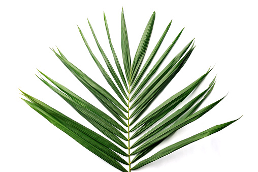 Close up palm oil leaves isolated on white background, selective focus.