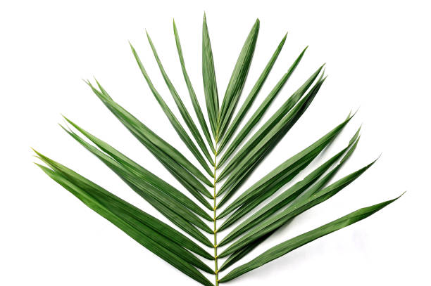 Palm oil leaves isolated on white background stock photo