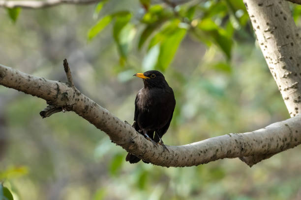 istock Close-up of a sitting common blackbird during spring time 1424786402