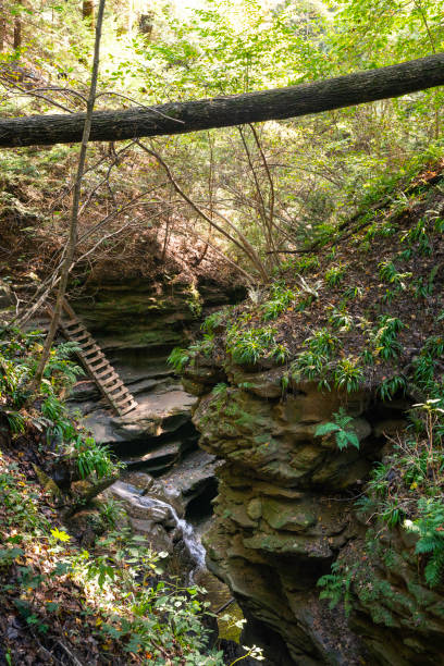 istock Ladders on hiking trail, Turkey Run Park 1424793573
