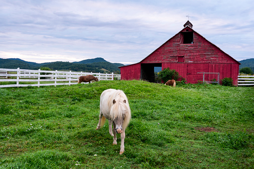 Horses and an old red barn with a white fence  in a rural mountainous area of  West Virginia; USA