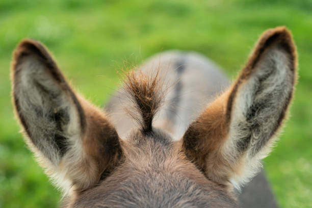orejas de burro - orejas de burro fotografías e imágenes de stock