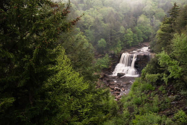 Blackwater Falls in distance nestled in the trees on a summer day, Davis, West Virginia, USA