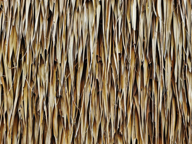 istock Full Frame Texture Background of Dry Brown Thatched Reed Wall 1424793750