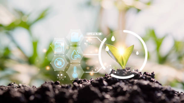 istock Growing young maize seedling in cultivated agricultural farm field with modern technology concepts 1424794105