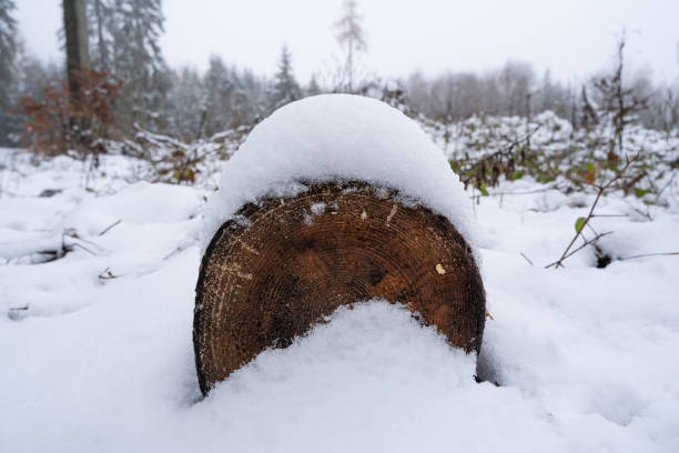 istock Snow covered tree trunk lying in the forest ground 1424794727