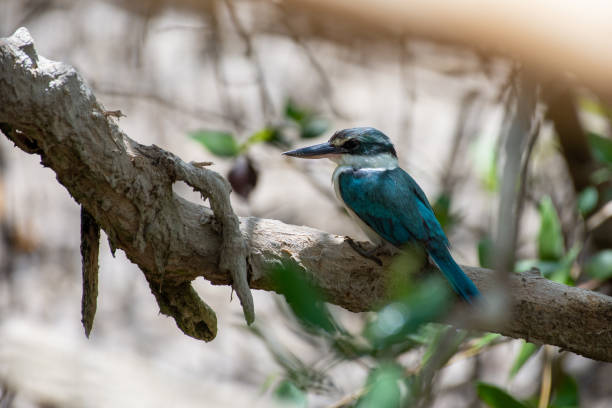 istock Arabian collared kingfisher (Todiramphus chloris kalbaensis) or white-collared kingfisher or mangrove kingfisher close up in Kalba, United Arab Emirates. 1424796995