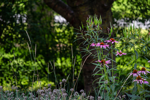 This image shows an autumn garden with purple coneflowers beginning to wind down for the season.