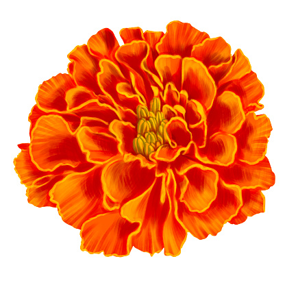 drawing orange flower of marigold isolated at white background , hand drawn botanical illustration