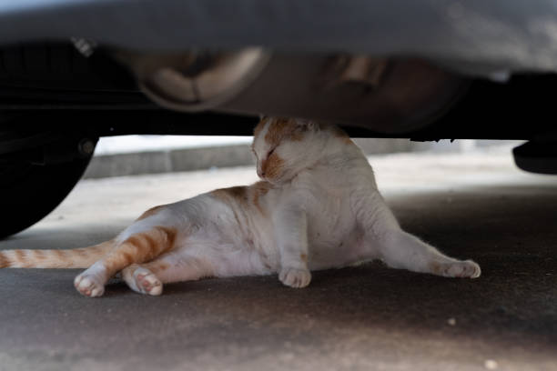 istock cat relaxing under the car 1424798275