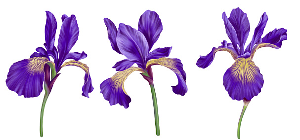 drawing flowers of iris, Limniris isolated at white background , hand drawn botanical illustration