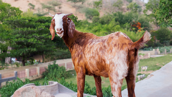 Goat in rural goat farm.