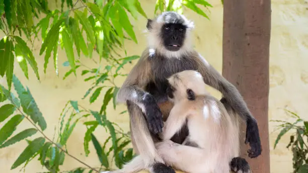 Langur monkey breastfeeding baby monkey.