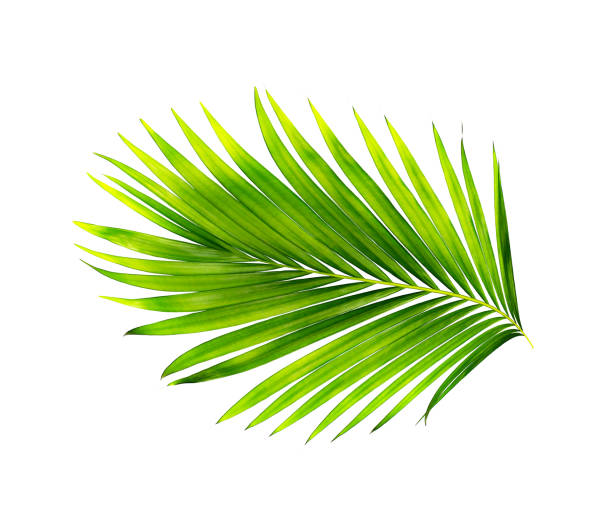 istock green leaves of palm tree isolated on white background 1424805585