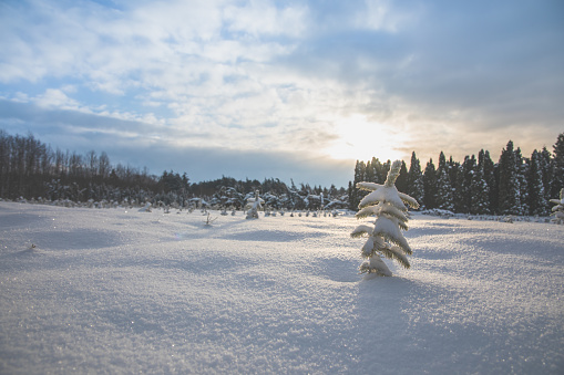 A young pine tree under the snow.Stock photo