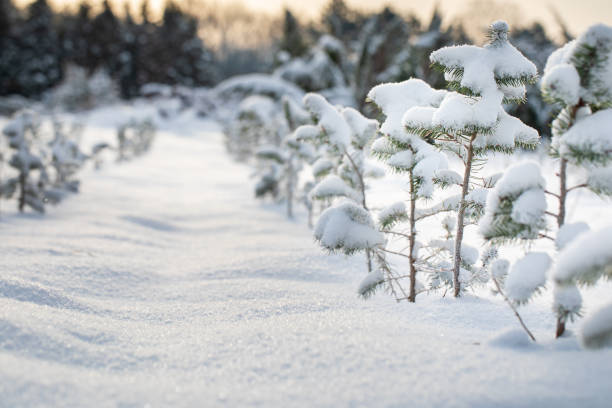 Small pine trees covered with snow.
