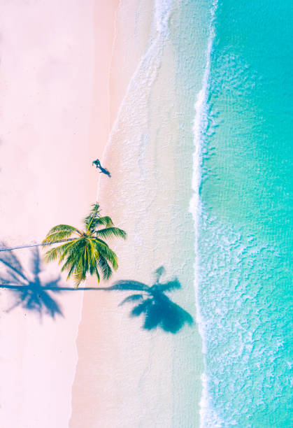 vista aerea della palma sulla spiaggia tropicale, maldive - oceano indiano foto e immagini stock