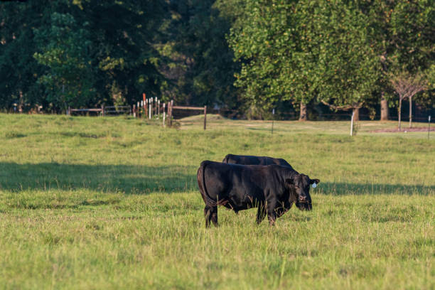 istock Two young Angus bulls in green field 1424812567