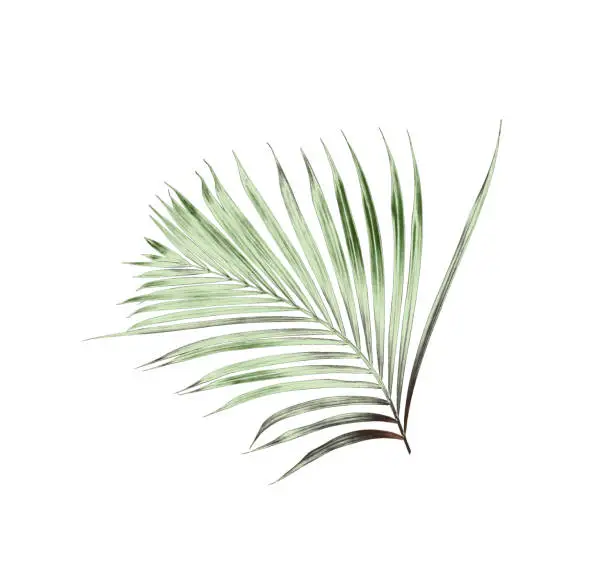 Photo of green palm leaf on white background