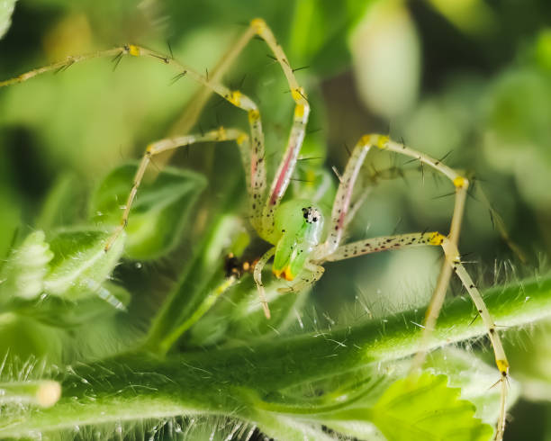 peucetia viridans - viridans ストックフォトと画像