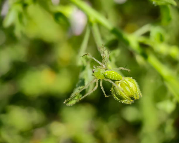 peucetia viridans - viridans ストックフォトと画像