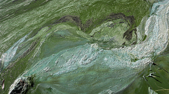 Phytoplankton population explosions cause algae blooms, lake pollution.