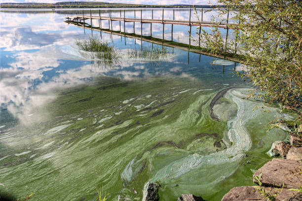 explosões populacionais de fitoplâncton, flores de algas, poluição do lago. - algae slimy green water - fotografias e filmes do acervo