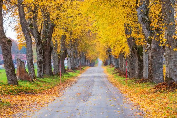istock Idyllic tree lined country road with  autumn colours 1424813511