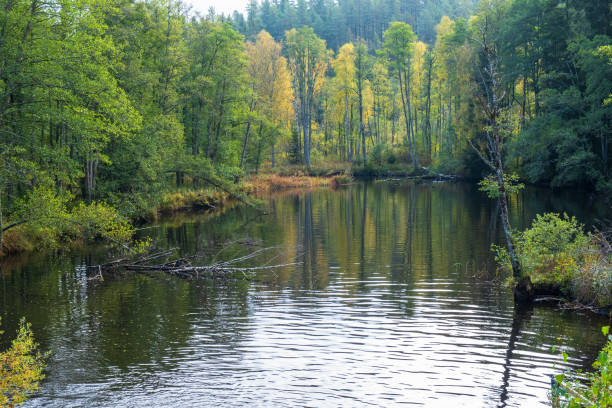 istock River with autumn colours in the deciduous forest 1424813611