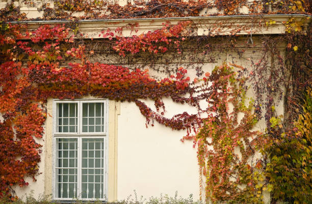 the wall of an old house covered with creeper leafs autumn season Vienna stock photo