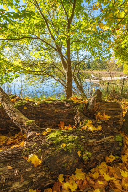 istock Fallen tree by a lake in a forest at autumn 1424813718