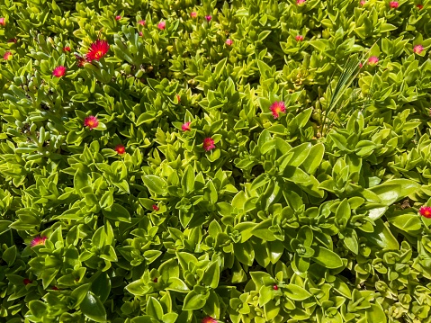 Aptenia Cordifolia is commonly known as the ‘Baby Sun Rose’. The plants best feature are the fleshy light green leaves that grow around the plants stem. When the plant produces flowers expect them to be pink. Natural background with copy space.