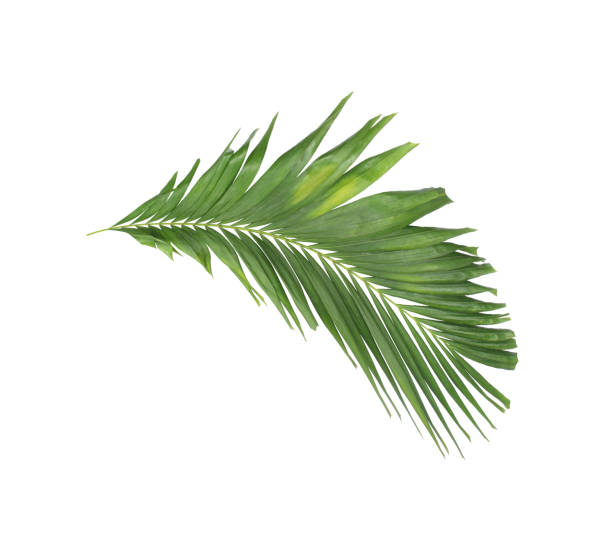 istock concept summer with green palm leaf from tropical . frond floral leaves branches tree isolated on white pattern background. flat lay, top view. 1424814501