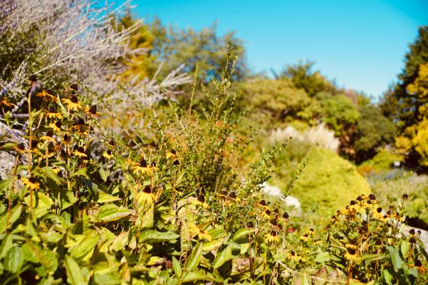 istock Wildflowers in autumn 1424815092