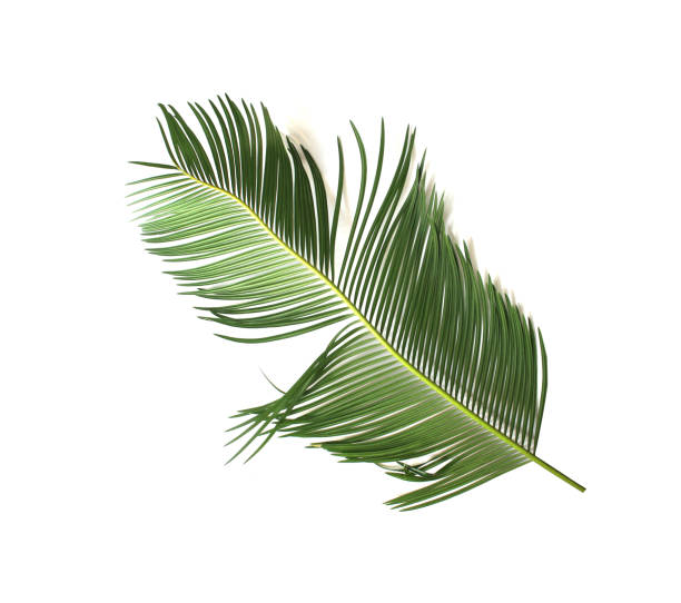 istock tropical green sago cycad palm leaf isolated on white background 1424817436
