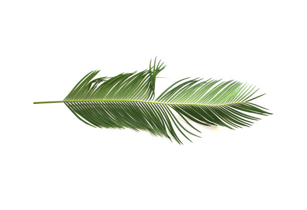 istock tropical green sago cycad palm leaf isolated on white background 1424817453