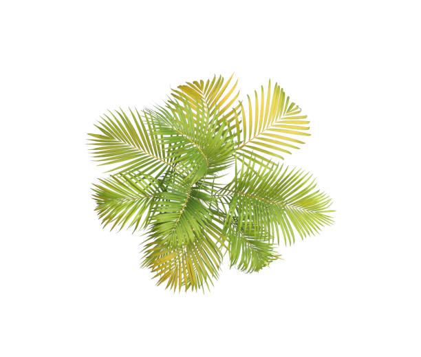 istock green leaf of palm tree on white background 1424817813