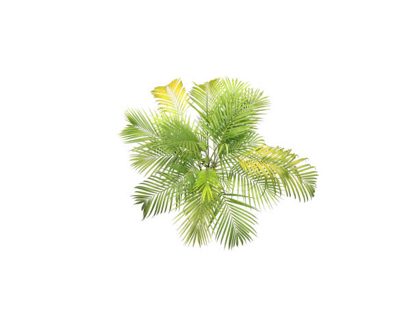 istock green leaf of palm tree on white background 1424817819