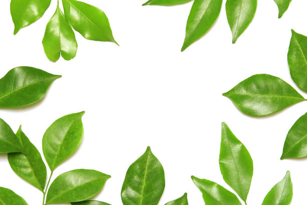 istock collection tropical green leaf on white background 1424818207
