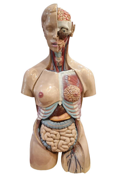istock a human organ model for medical purposes 1424821824