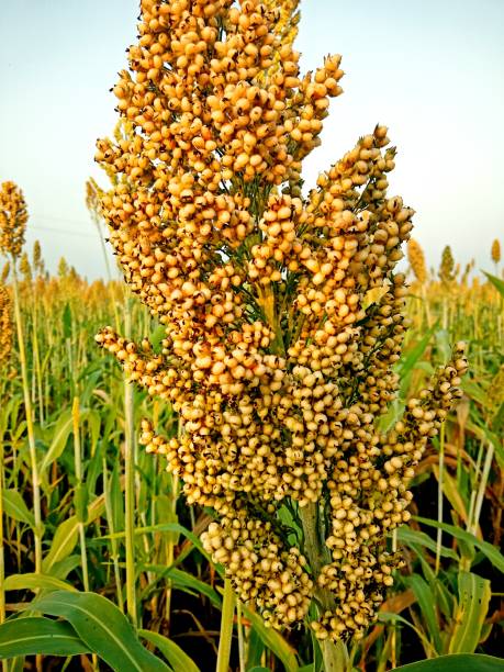 istock Cultivation of jwar 1424824009