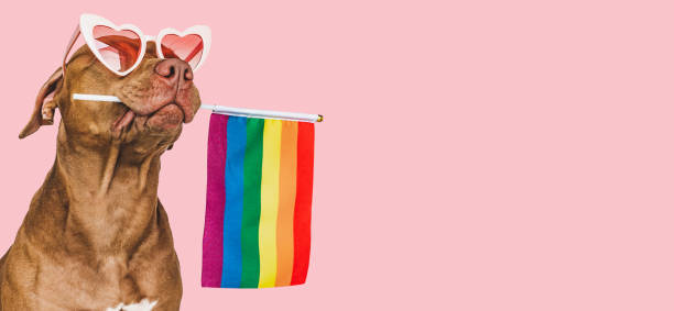 istock Lovable, pretty dog and Rainbow Flag. Closeup 1424824112