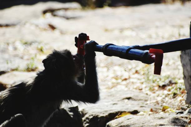 istock A monkey try to drink water in a tap 1424825165